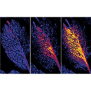 Visualized Gas Exchange in Leaves