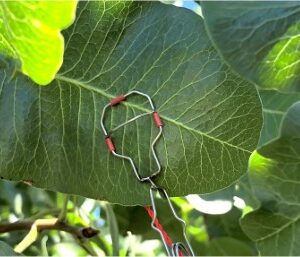 Implexx Leaf Temperature